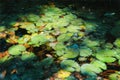 Water lillies in tropical Brazilian rain forest - Monet style digital manipulation Royalty Free Stock Photo