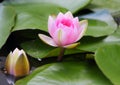 Water Lilly Royalty Free Stock Photo