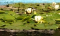 Water lilly 3