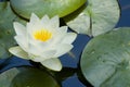 Water Lilly