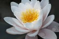 Water Lilly. Royalty Free Stock Photo