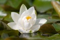 Water lilly Royalty Free Stock Photo