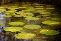 Water lilly at amazon river Royalty Free Stock Photo