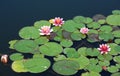 Water lilly background. Pink water lilly with green leaves in the lake. Link blossom.Summer background. Lithuanian flora