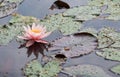 Water lilly background.Pink water lilly with green leaves in the lake.Summer background. Lithuanian flora.Water lilies live as Royalty Free Stock Photo