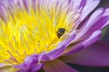 Water lilly and Bee Royalty Free Stock Photo