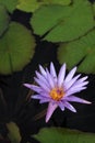 Water lilly bloom and bee Royalty Free Stock Photo