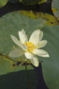 Water Lilly Blossom Royalty Free Stock Photo