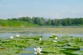 Water lilly blossoms Royalty Free Stock Photo