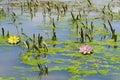 Water Lilly Royalty Free Stock Photo
