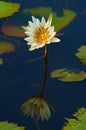 Water Lilly Royalty Free Stock Photo