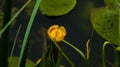 Water Lilly coming out of the shadows