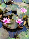 Water lilly fields in Kerala, India. Beautiful water plant fields