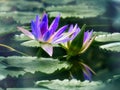 Water lilly, green leaves and reflection in the water Royalty Free Stock Photo