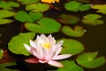 A water lily grows in a decorative pond Royalty Free Stock Photo