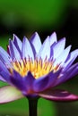 Water lilly/lotus flower closeup Royalty Free Stock Photo