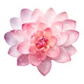 water lilly lotus flower pink color watercolor paint for card decor