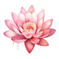 water lilly lotus flower pink color watercolor paint for card decor