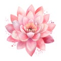 water lilly lotus flower pink color watercolor paint for card decor