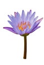 Water lilly, Nymphaea caerulea, white background Royalty Free Stock Photo