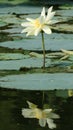 Water lilly Royalty Free Stock Photo