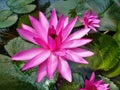 Water Lilly pink color