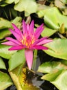 Water Lilly pink flower Royalty Free Stock Photo