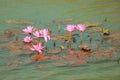 Water Lilly - Pink - Kerala