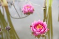 Water lilly in the pond at the botanical garden Royalty Free Stock Photo