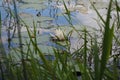 Water Lilly on the Pond with Cloud Reflection Royalty Free Stock Photo