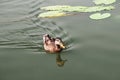 Water Lilly pond with ducks, summer country side landscape Royalty Free Stock Photo