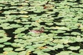 Water Lilly pond with ducks, summer country side landscape Royalty Free Stock Photo