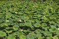 Water Lilly Pond Royalty Free Stock Photo