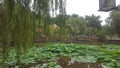 Water Lilly pond at the Nan Rien Buddhist Temple located near Wollongong, NSW, Australia Royalty Free Stock Photo