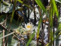 Water Lilly in a Pond Royalty Free Stock Photo