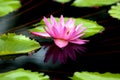 Water Lilly Reflection Royalty Free Stock Photo