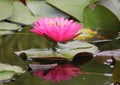 Water lilly standing tall Royalty Free Stock Photo