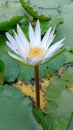 Water Lilly Royalty Free Stock Photo