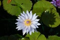 Water lilly trf Royalty Free Stock Photo