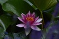 Water lilly The very nice colorful narcissus spring flower in my garden close up view Royalty Free Stock Photo