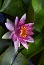 Water lilly The very nice colorful narcissus spring flower in my garden close up view Royalty Free Stock Photo