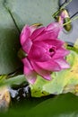 Water lilly The very nice colorful spring flower in my garden close up view Royalty Free Stock Photo