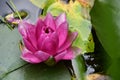 Water lilly The very nice colorful spring flower in my garden close up view Royalty Free Stock Photo