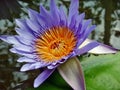 Water Lilly violet color