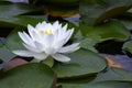 Water Lilly