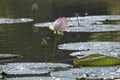 Blossom water lily on a lake