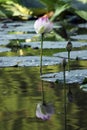 Blossom water lily on a lake
