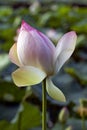 Blossom water lily on a lake