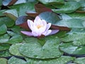 Water lily Royalty Free Stock Photo