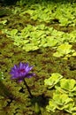 Water lily